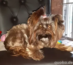 Yorkshire Terrier Hündin 