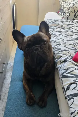 Französische Bulldogge in gute Hände abzugeben 