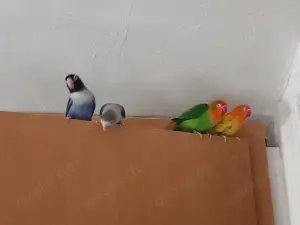 Agoponiden Vögel
