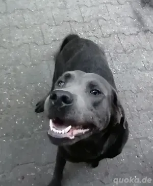 Labrador retriever
