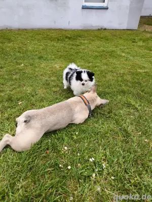 Pomeranian Zwergspitz Rüde   Mini, geimpft & entwurmt