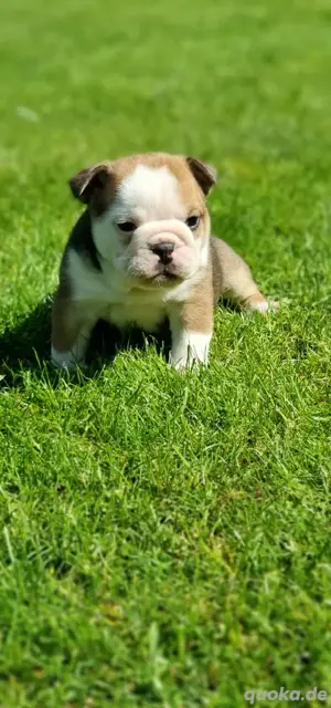 Ab sofort besuch und reservierbar New English Bulldog  Bild 3