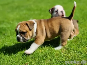 Ab sofort besuch und reservierbar New English Bulldog  Bild 5