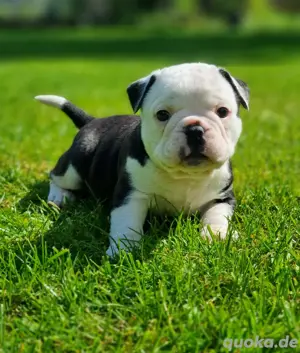 Ab sofort besuch und reservierbar New English Bulldog 