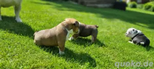 Ab sofort besuch und reservierbar New English Bulldog  Bild 9