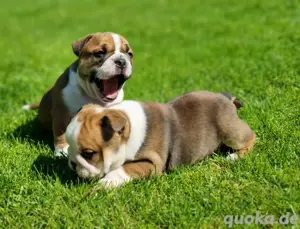 Ab sofort besuch und reservierbar English Bulldog 