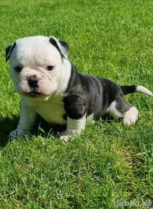 Ab sofort besuch und reservierbar New English Bulldog  Bild 6