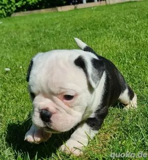 Ab sofort besuch und reservierbar New English Bulldog  Bild 7