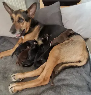Schäferhund Dobermann Mix Welpen 