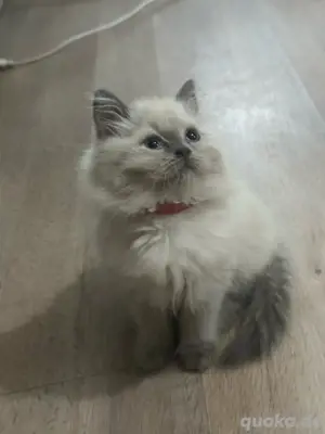 Ragdoll Kitten reinrassig weibchen 