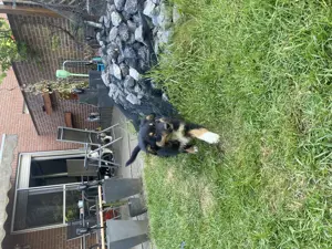 Super süße Australian Shepherd Welpen  Bild 6