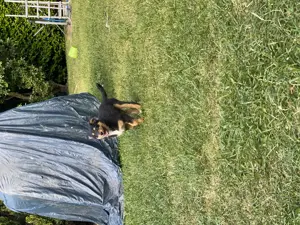 Super süße Australian Shepherd Welpen  Bild 2