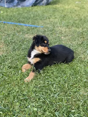 Super süße Australian Shepherd Welpen  Bild 7