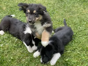 Super süße Australian Shepherd Welpen 
