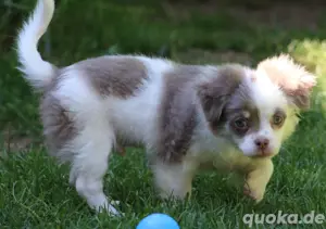 Chihuahua Langhaar Welpen 