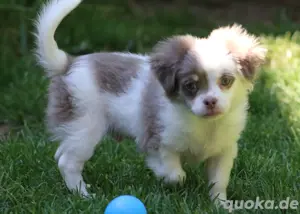 Chihuahua Rüde Welpe Langhaar 