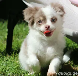 Chihuahua Langhaar Welpen  Rüde Bild 5