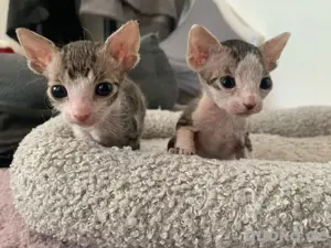 1 Wunderschöne Elf Sphynx Kitten