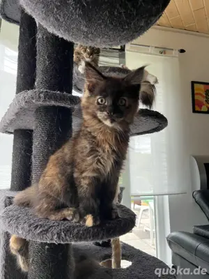 Maine Coon Kitten mit Stammbaum 