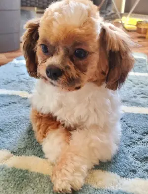 Bolonka Shih Tzu