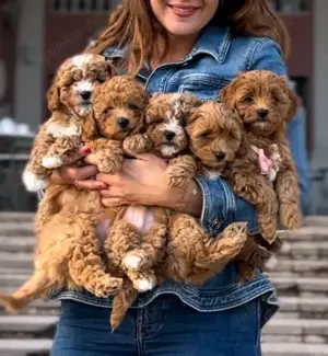 Maltipoo Welpen