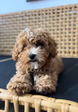 Maltipoo Welpen