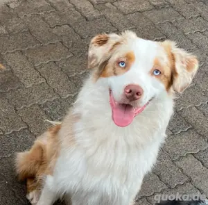 australian shepherd deckrüde