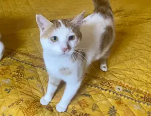 Teddy, kleiner Kuschelbär, ca.1 Jahr *in 51429 Bergisch Gladbach*