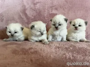 Ragdoll kitten