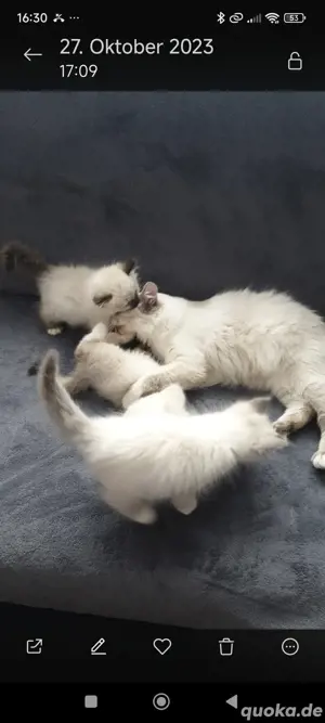 Reinrassige Heilige Birma Kitten 