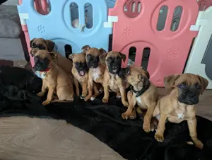  Reinrassige Boxer-Welpen 