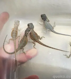 Bartagame Hypo Translucent 
