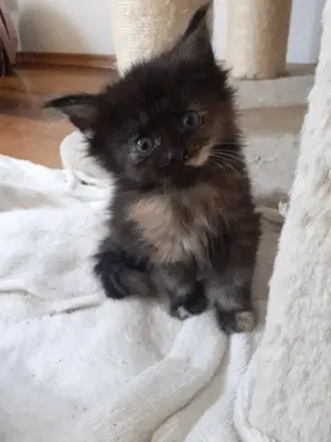 Zuckersüße Maine Coon Kitten 