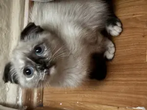Bkh Ragdoll mix kitten Weibchen 