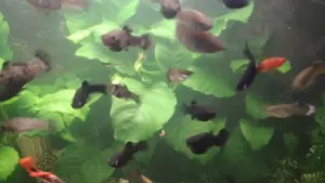 Aquariumfische, Mollys u Guppys