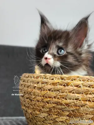 Zuckersüßes Maine Coon Kitten mit Stammbaum 