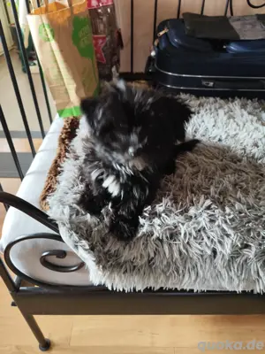 Yorkshire Terrier Mini