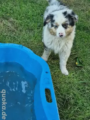Miniature Australian Shepherd 