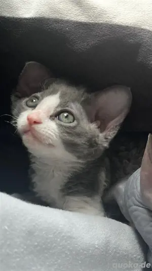 Sphynx Kater 