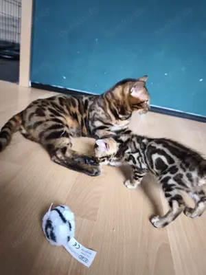 Exotik auf vier Pfoten - nur für echte Liebhaber Bengalkatze, Kätzchen