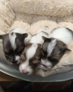 Süße Biwer-Yorkshire-Terrier Welpen 