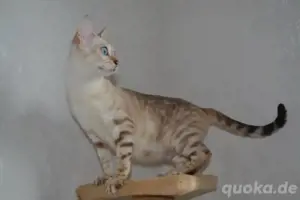 Snow Bengal Kitten mit Stammbaum und Championvorfahren