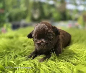 Reinrassige Shih Tzu Welpen 