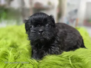 Reinrassige Shih Tzu Welpen 