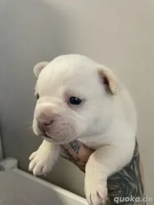 Französische Bulldoggen in Huskycolor