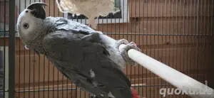 Graupapagei Jacko 1 Jahr alt