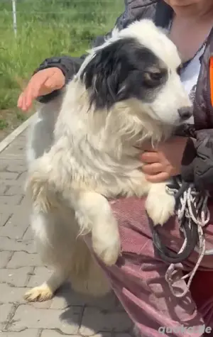 Schmusemaus Ariana(52 cm 2 Jahre 20 kg) sucht liebevolles Zuhause 