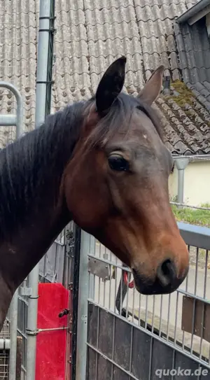 Quarter Horse Hengst Jährling