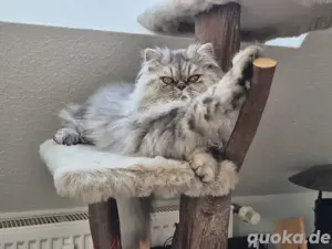 Perserkater 