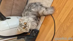 Perserkater 